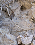 Canyon Wren 5283